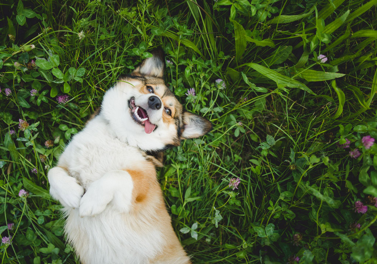 Quality Pup Time With the Family: Dog & Infant